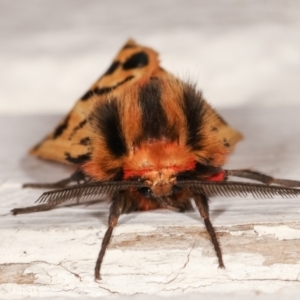 Ardices curvata at Melba, ACT - 11 Jan 2021 10:22 PM