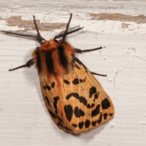 Ardices curvata at Melba, ACT - 11 Jan 2021 10:22 PM