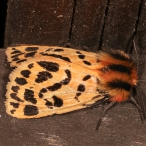 Ardices curvata at Melba, ACT - 11 Jan 2021 10:22 PM