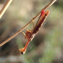 Mantispidae (family) (Unidentified mantisfly) at Holt, ACT - 16 Jan 2021 by CathB