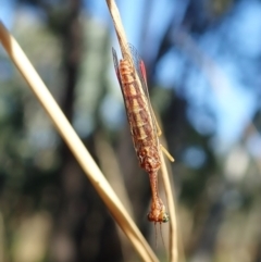 Mantispidae (family) at Holt, ACT - 16 Jan 2021