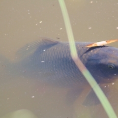 Cyprinus carpio (Common Carp) at Wodonga - 20 Jan 2021 by Kyliegw