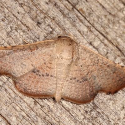 Aglaopus centiginosa (Dark-fringed Leaf Moth) at Melba, ACT - 11 Jan 2021 by kasiaaus