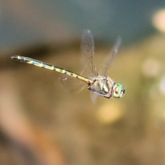 Hemicordulia australiae (Australian Emerald) at Wodonga - 20 Jan 2021 by Kyliegw