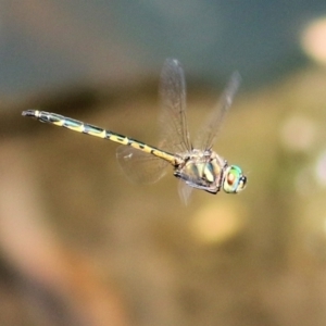 Hemicordulia australiae at Wodonga, VIC - 20 Jan 2021