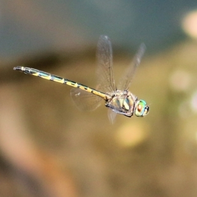 Hemicordulia australiae (Australian Emerald) at Wodonga, VIC - 20 Jan 2021 by KylieWaldon