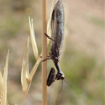 Mantispidae (family) (Unidentified mantisfly) at Cook, ACT - 20 Jan 2021 by CathB