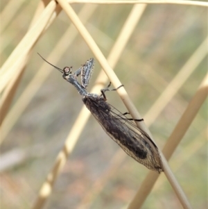 Mantispidae (family) at Cook, ACT - 20 Jan 2021