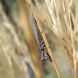 Mantispidae (family) at Cook, ACT - 20 Jan 2021