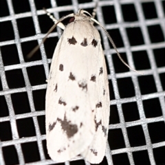 Ericibdela delotis (A Concealer moth) at O'Connor, ACT - 3 Jan 2021 by ibaird