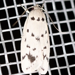 Ericibdela delotis (A Concealer moth (Wingia group)) at O'Connor, ACT - 3 Jan 2021 by ibaird