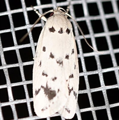 Ericibdela delotis (A Concealer moth (Wingia group)) at O'Connor, ACT - 3 Jan 2021 by ibaird