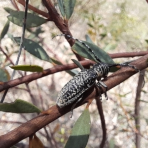 Rhytiphora albocincta at Downer, ACT - 21 Jan 2021