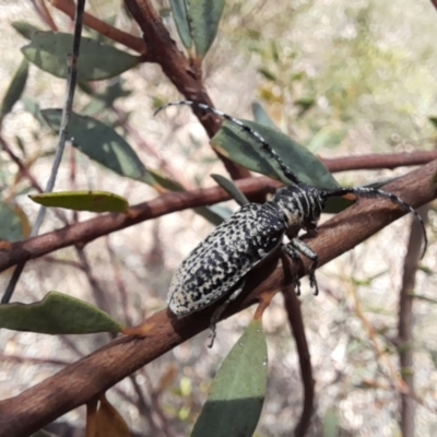 Rhytiphora albocincta (Longhorn beetle) at Black Mountain - 21 Jan 2021 by Tdoh