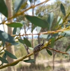 Rhytiphora albocincta at Downer, ACT - 21 Jan 2021