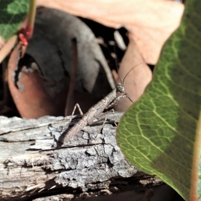 Bolbe nigra (Black Ground Mantid) at Aranda Bushland - 18 Jan 2021 by CathB