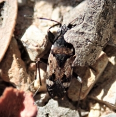 Euander lacertosus (Strawberry bug) at Holt, ACT - 18 Jan 2021 by CathB