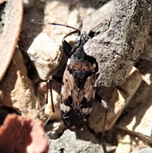 Euander lacertosus at Holt, ACT - 19 Jan 2021 09:56 AM