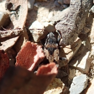 Euander lacertosus at Holt, ACT - 19 Jan 2021 09:56 AM