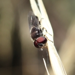 Syrphidae (family) (Unidentified Hover fly) at Holt, ACT - 19 Jan 2021 by CathB