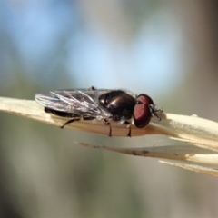 Syrphidae (family) at Holt, ACT - 19 Jan 2021