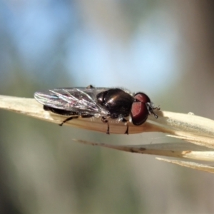 Syrphidae (family) at Holt, ACT - 19 Jan 2021