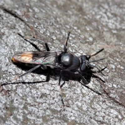 Therevidae (family) (Unidentified stiletto fly) at Holt, ACT - 19 Jan 2021 by CathB