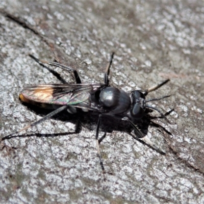 Therevidae (family) (Unidentified stiletto fly) at Holt, ACT - 18 Jan 2021 by CathB
