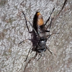 Therevidae (family) at Holt, ACT - 19 Jan 2021 09:29 AM