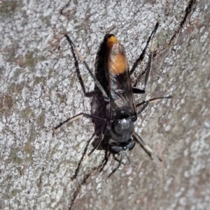Therevidae (family) at Holt, ACT - 19 Jan 2021
