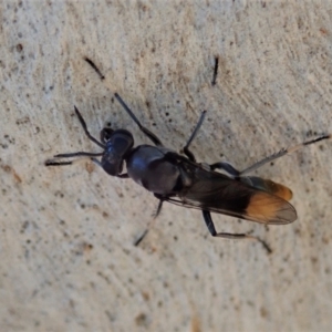 Therevidae (family) at Holt, ACT - 19 Jan 2021