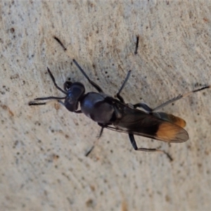 Therevidae (family) at Holt, ACT - 19 Jan 2021 09:29 AM