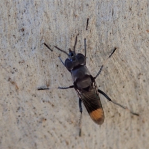 Therevidae (family) at Holt, ACT - 19 Jan 2021 09:29 AM