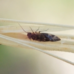 Psocodea 'Psocoptera' sp. (order) at Holt, ACT - 19 Jan 2021 09:34 AM