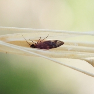 Psocodea 'Psocoptera' sp. (order) at Holt, ACT - 19 Jan 2021 09:34 AM