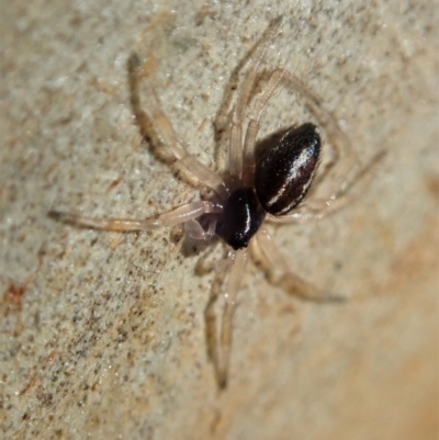 Euryopis umbilicata (Striped tick spider) at Aranda Bushland - 18 Jan 2021 by CathB