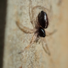 Euryopis umbilicata at Holt, ACT - 19 Jan 2021