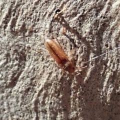 Elateridae sp. (family) (Unidentified click beetle) at Holt, ACT - 18 Jan 2021 by CathB