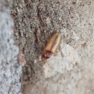 Elateridae sp. (family) at Holt, ACT - 19 Jan 2021 09:46 AM