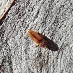 Elateridae sp. (family) at Holt, ACT - 19 Jan 2021 09:46 AM