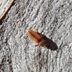 Elateridae sp. (family) at Holt, ACT - 19 Jan 2021