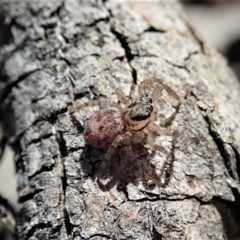 Unverified Spider (Araneae) at Aranda, ACT - 19 Jan 2021 by CathB