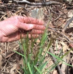 Lachnagrostis aemula (Blown Grass) at Brindabella, NSW - 7 Jan 2021 by NickiTaws