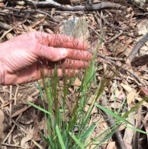 Lachnagrostis aemula at Brindabella, NSW - 7 Jan 2021