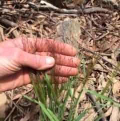 Lachnagrostis aemula at Brindabella, NSW - 7 Jan 2021
