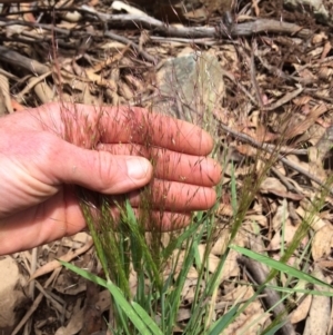 Lachnagrostis aemula at Brindabella, NSW - 7 Jan 2021