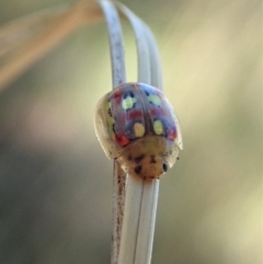 Paropsisterna nobilitata (Leaf beetle, Button beetle) at Mount Painter - 18 Jan 2021 by CathB