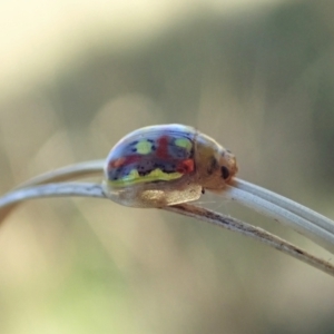 Paropsisterna nobilitata at Cook, ACT - 19 Jan 2021