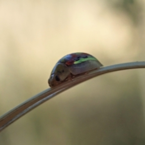 Paropsisterna nobilitata at Cook, ACT - 19 Jan 2021