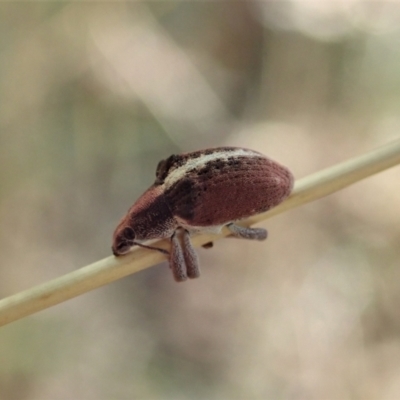 Gonipterus sp. (genus) (Eucalyptus Weevil) at Cook, ACT - 19 Jan 2021 by CathB